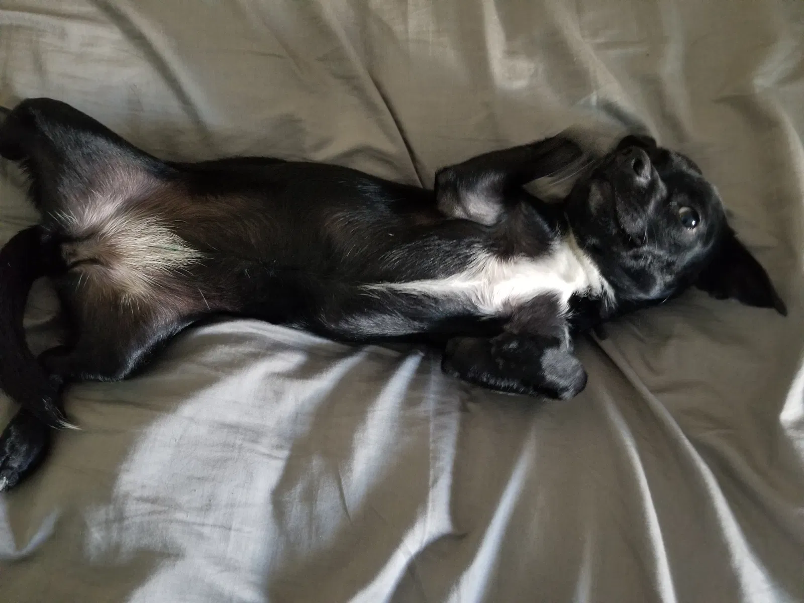 Lost dog in Tucson, AZ, 85712