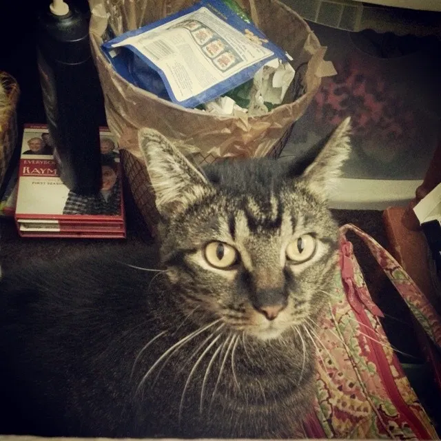 Lost cat in Hamilton, OH, 45013