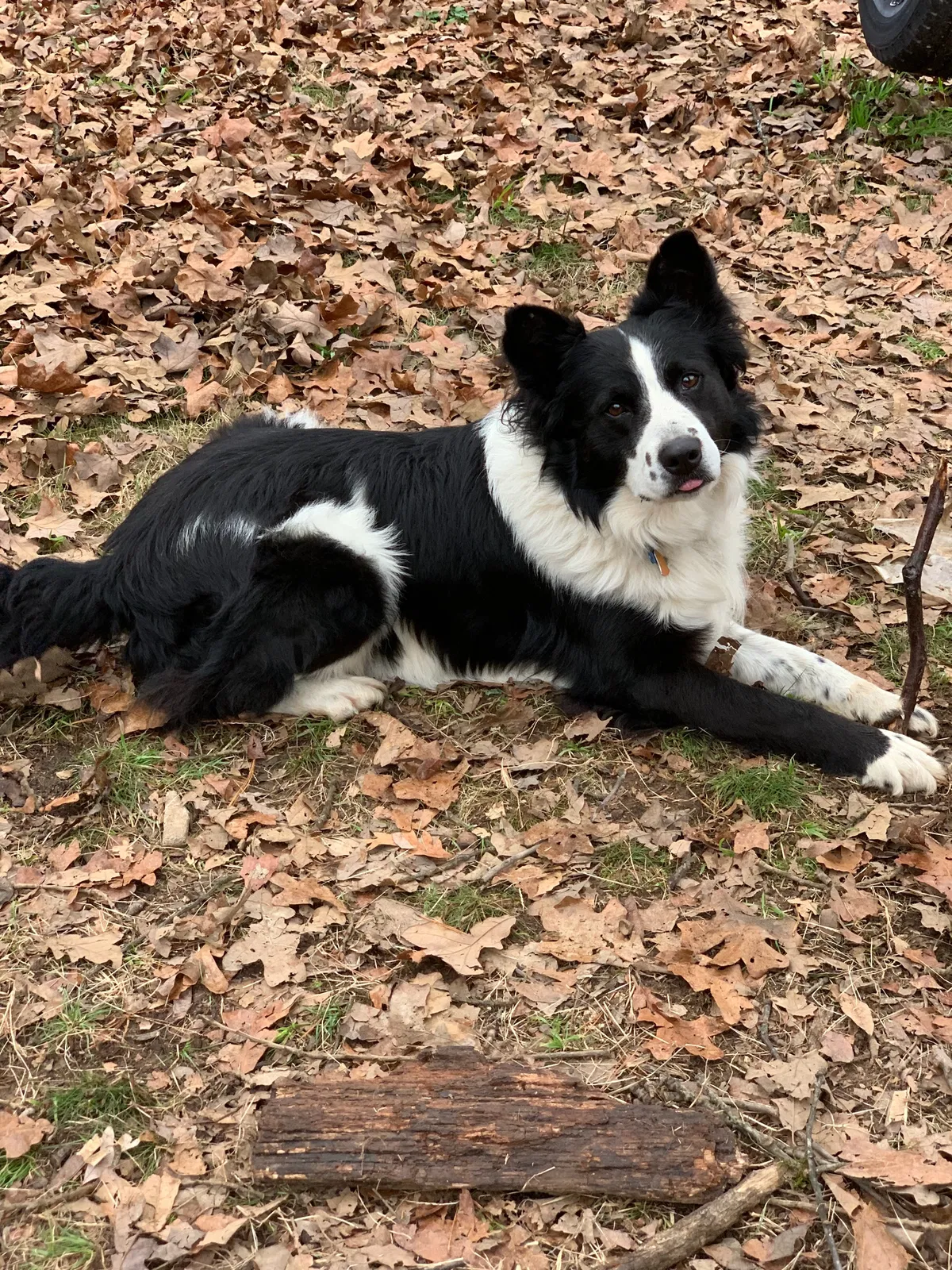 Lost dog in Little Rock, AR, 72211