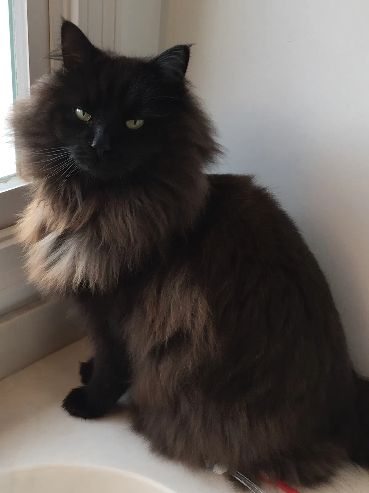 Lost cat in Cincinnati, OH, 45215