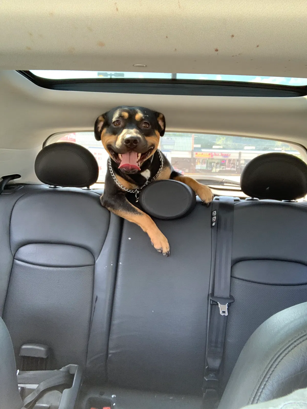 Lost dog in Greensboro, NC, 27406