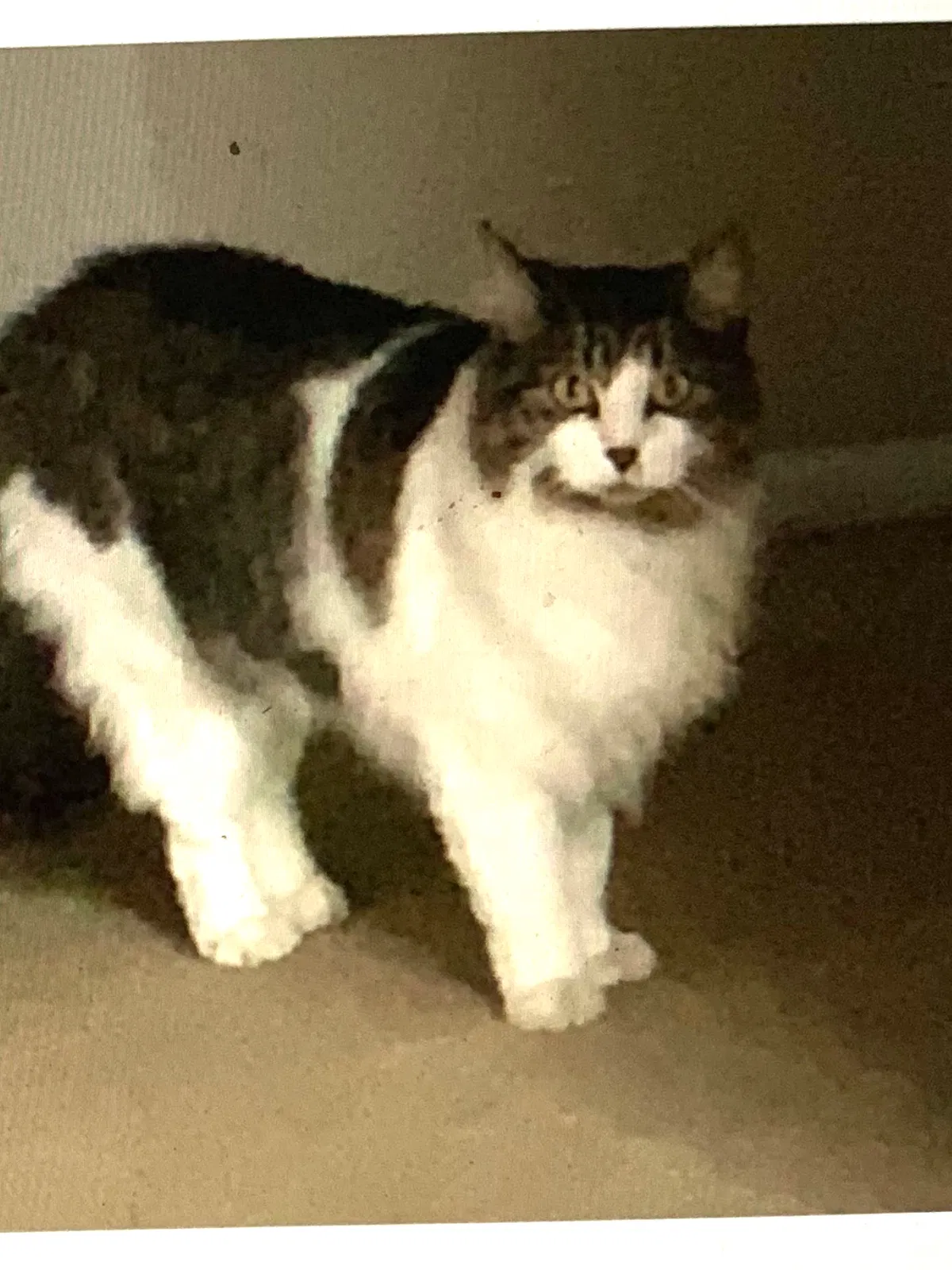 Lost cat in Winter Park, FL, 32790