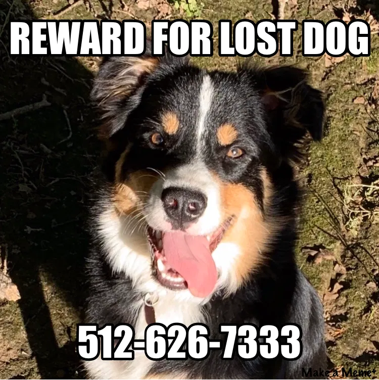Lost dog in Elgin, TX, 78621