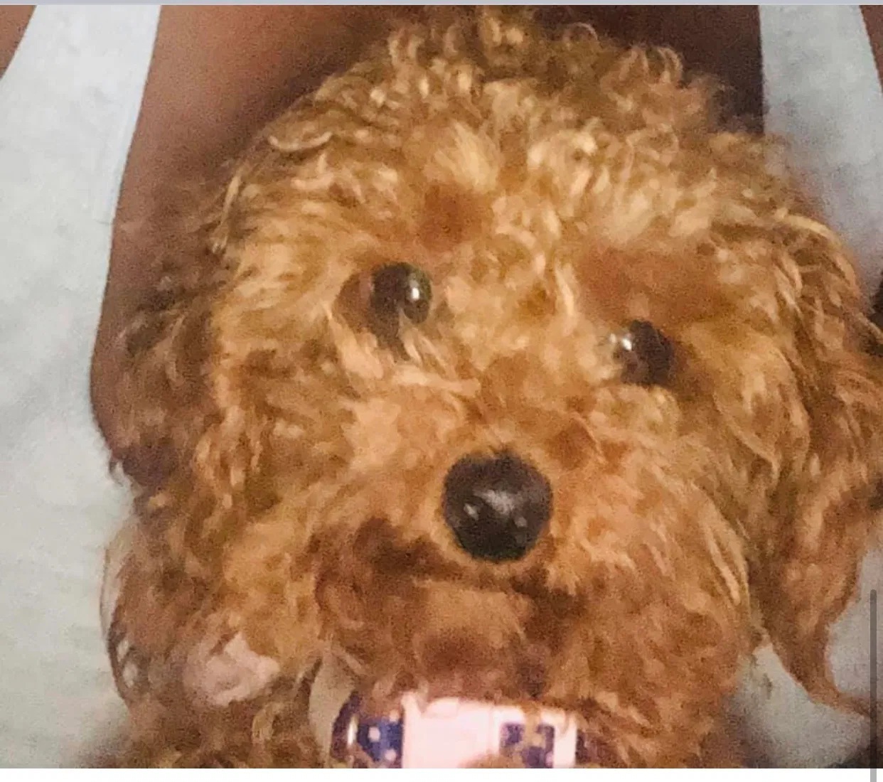 Lost dog in Columbia, SC, 29229
