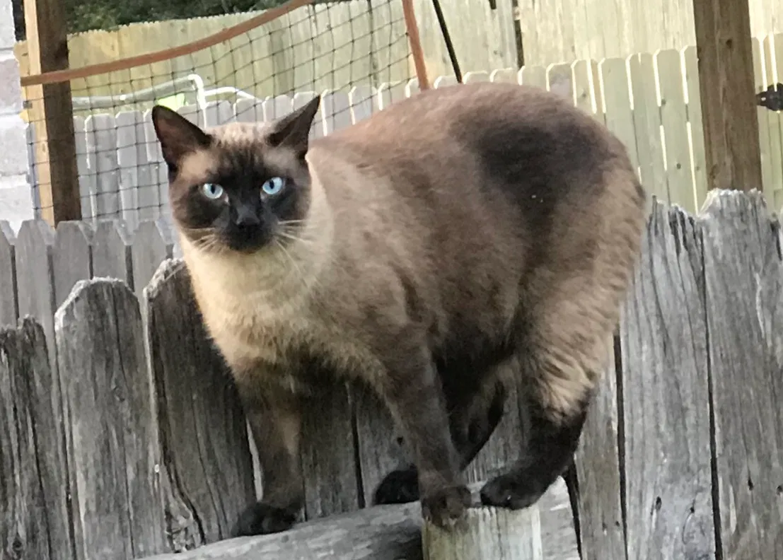 Lost cat in Austin, TX, 78738