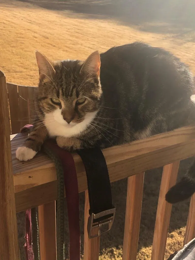 Lost cat in Lyman, SC, 29365