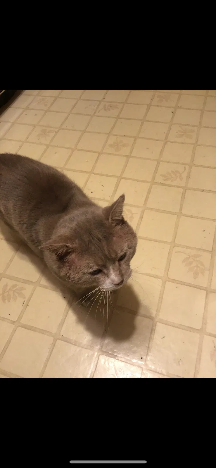 Lost cat in Virginia Beach, VA, 23452