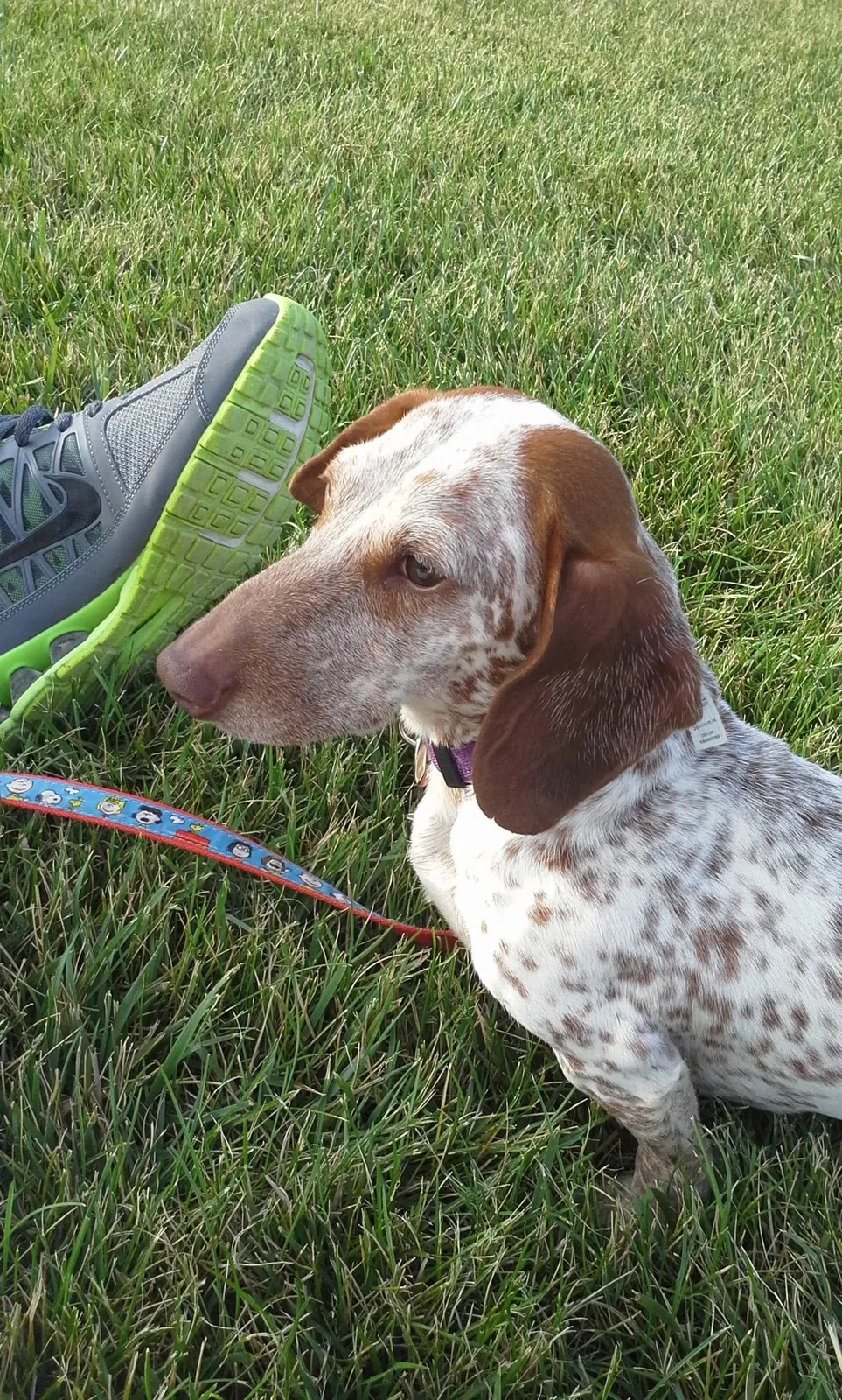 Lost dog in Saint Louis, MO, 63113