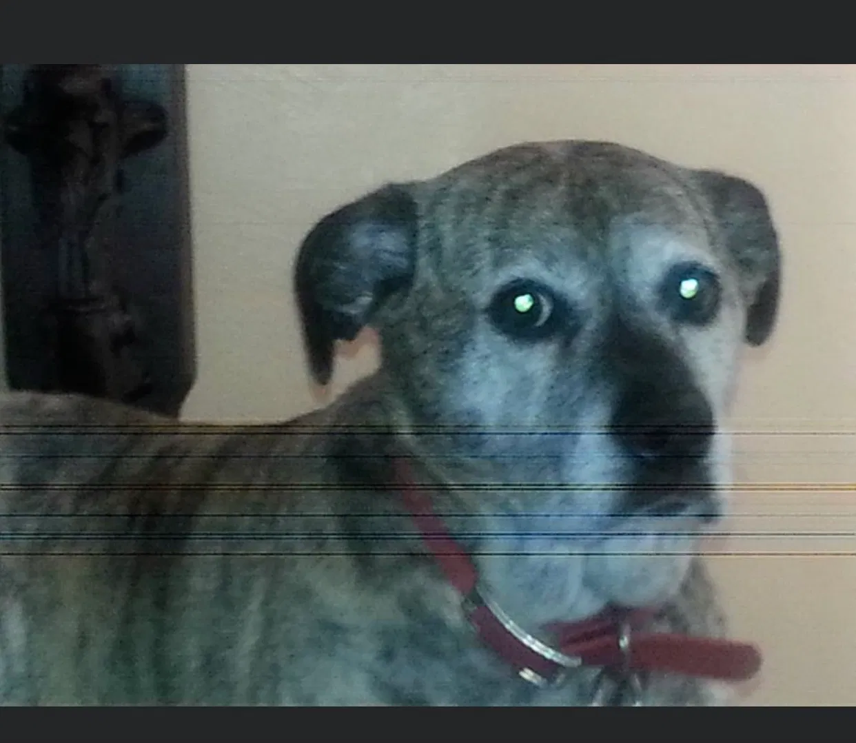 Lost dog in Youngstown, OH, 44515