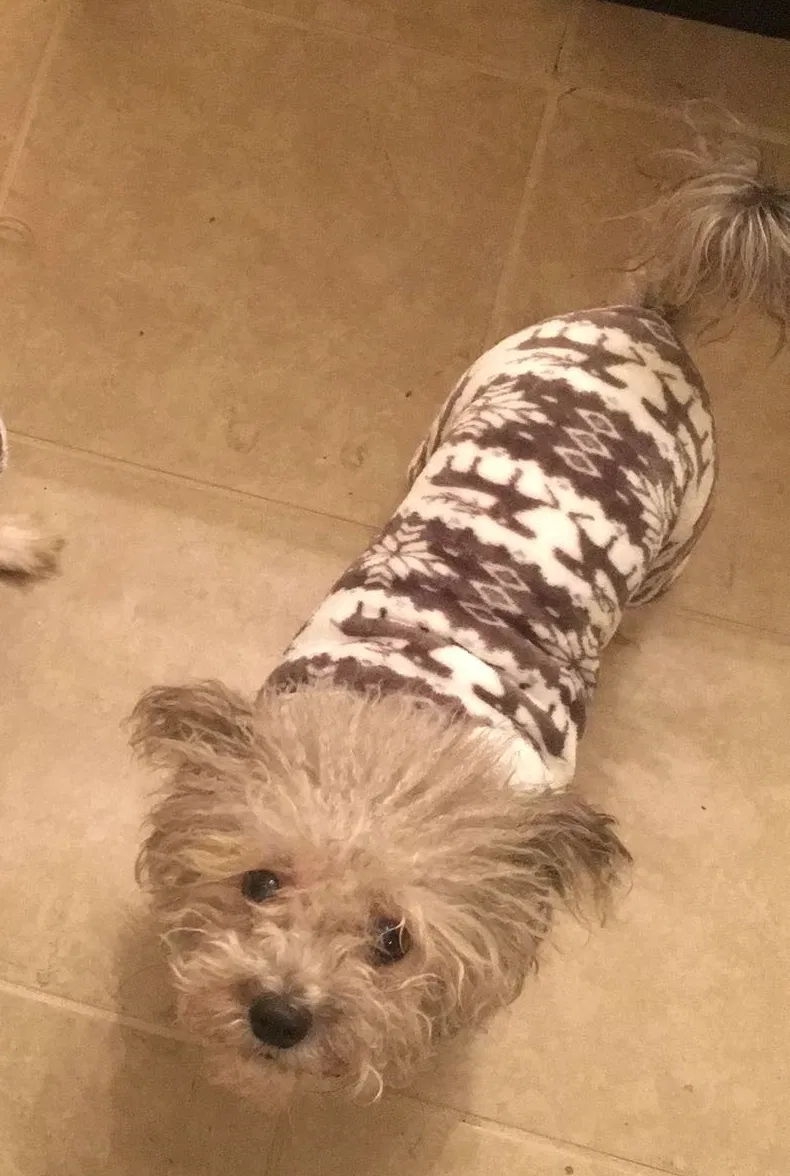 Lost dog in Columbia, SC, 29205