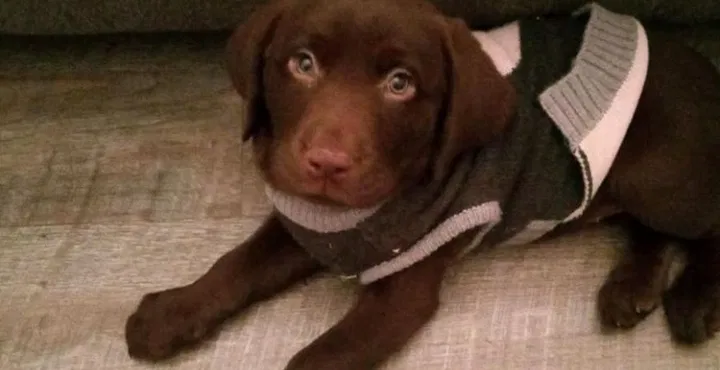 Lost dog in Memphis, TN, 38115