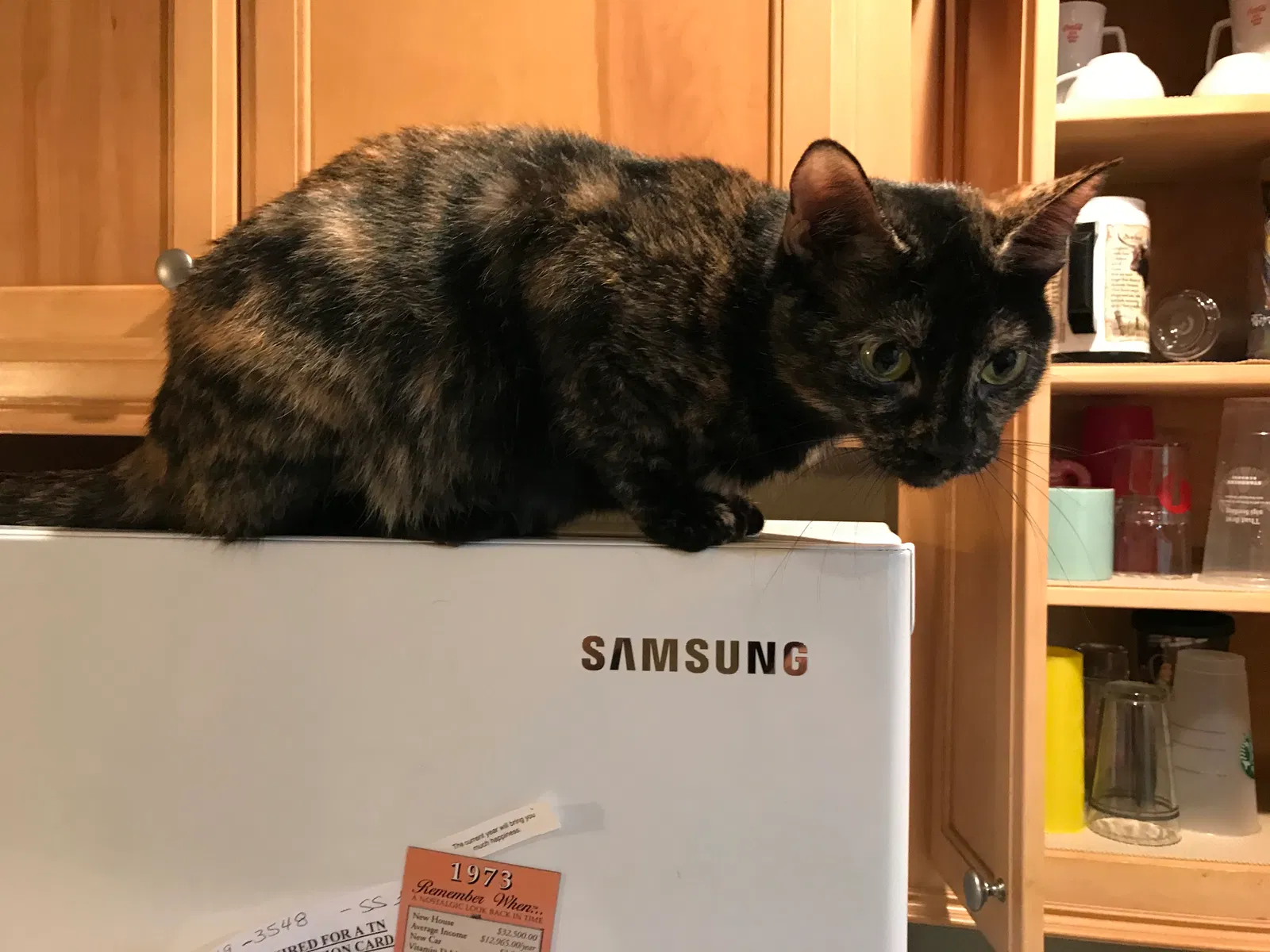 Lost cat in Sevierville, TN, 37862