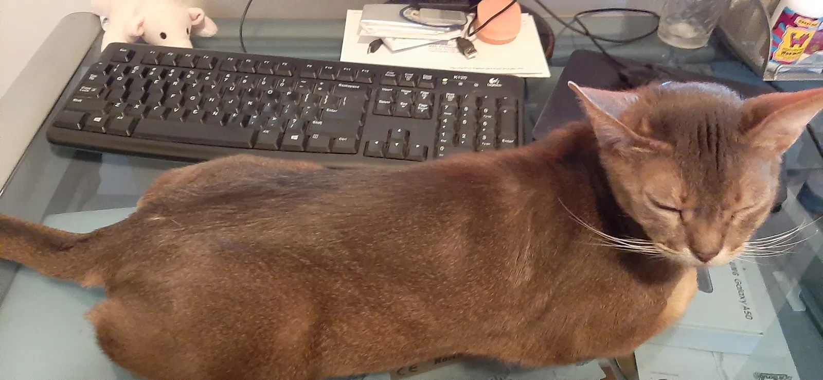 Lost cat in Tucson, AZ, 85757