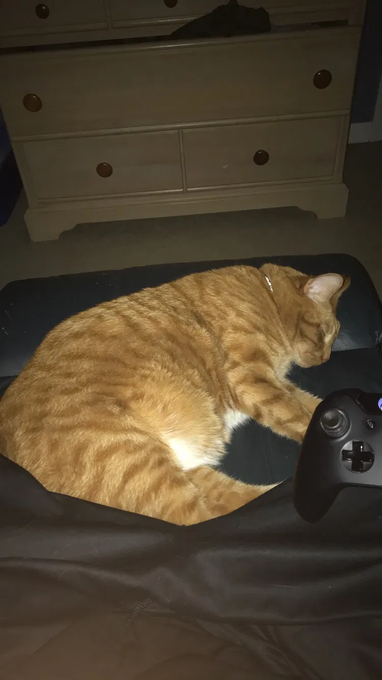 Lost cat in Ephrata, PA, 17522