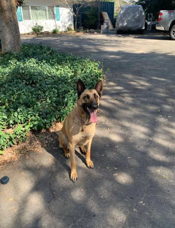 Lost dog in Sanger, CA, 93657