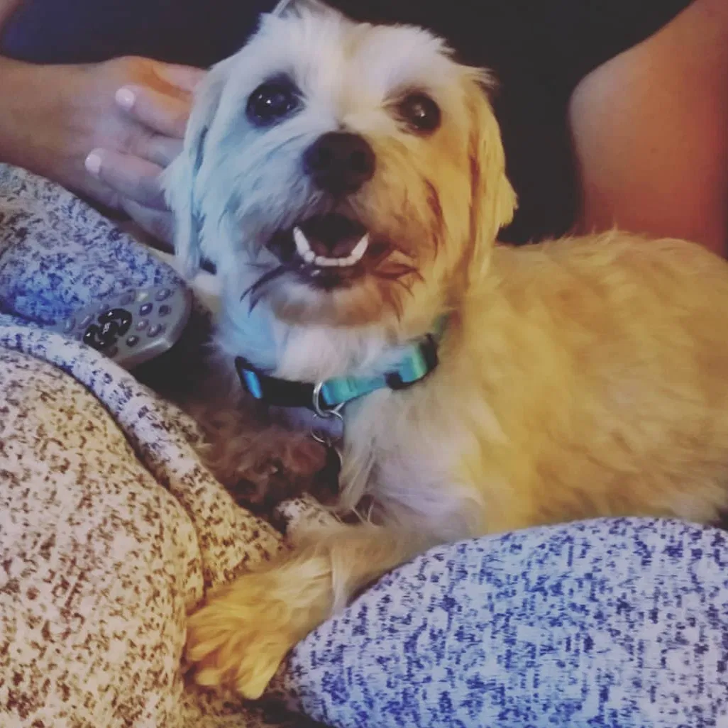 Lost dog in East Islip, NY, 11730