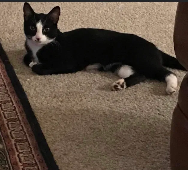 Lost cat in Vancouver, WA, 98683
