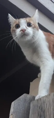 Lost cat in Sacramento, CA, 95825