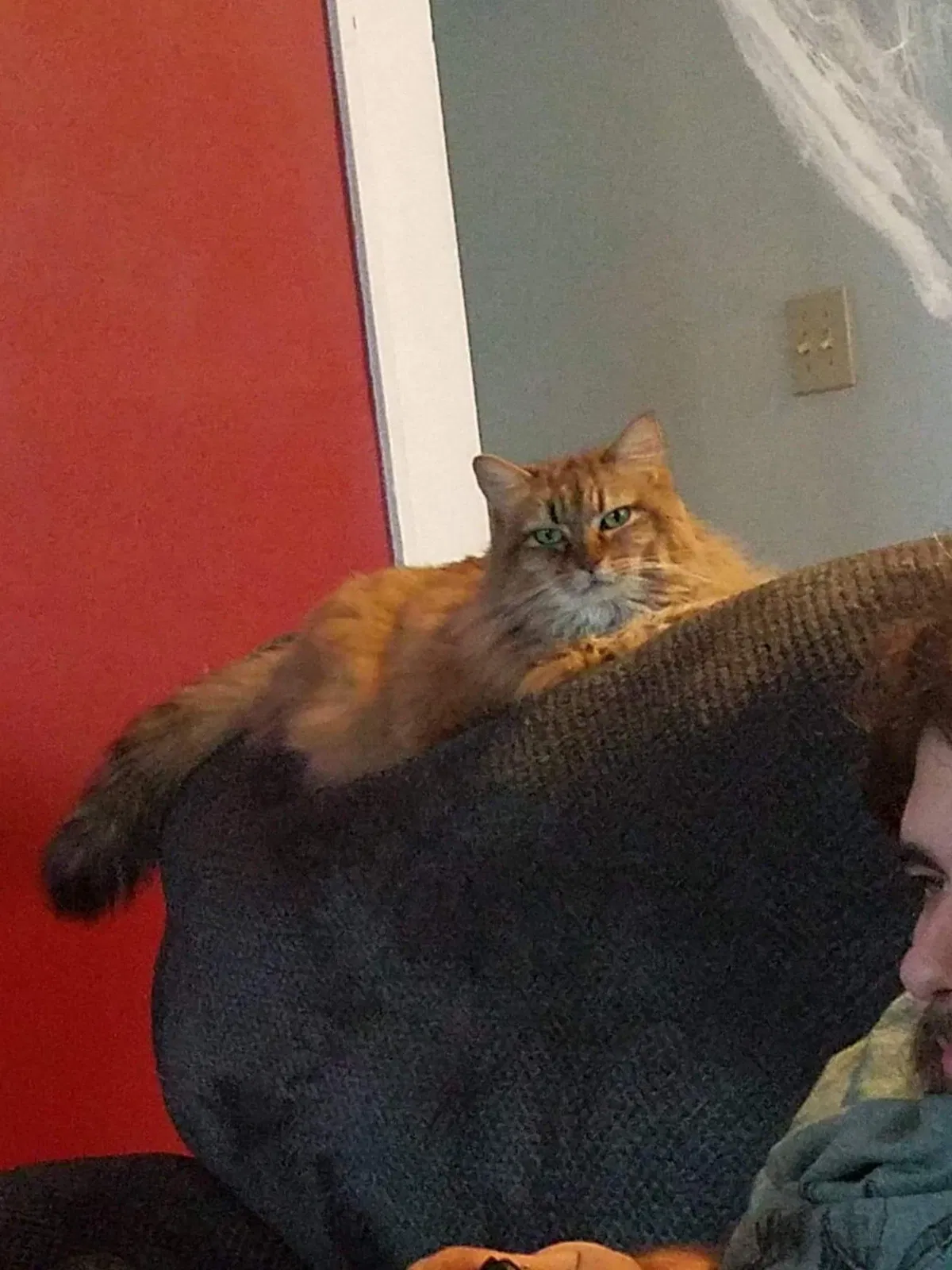 Lost cat in Milwaukee, WI, 53213