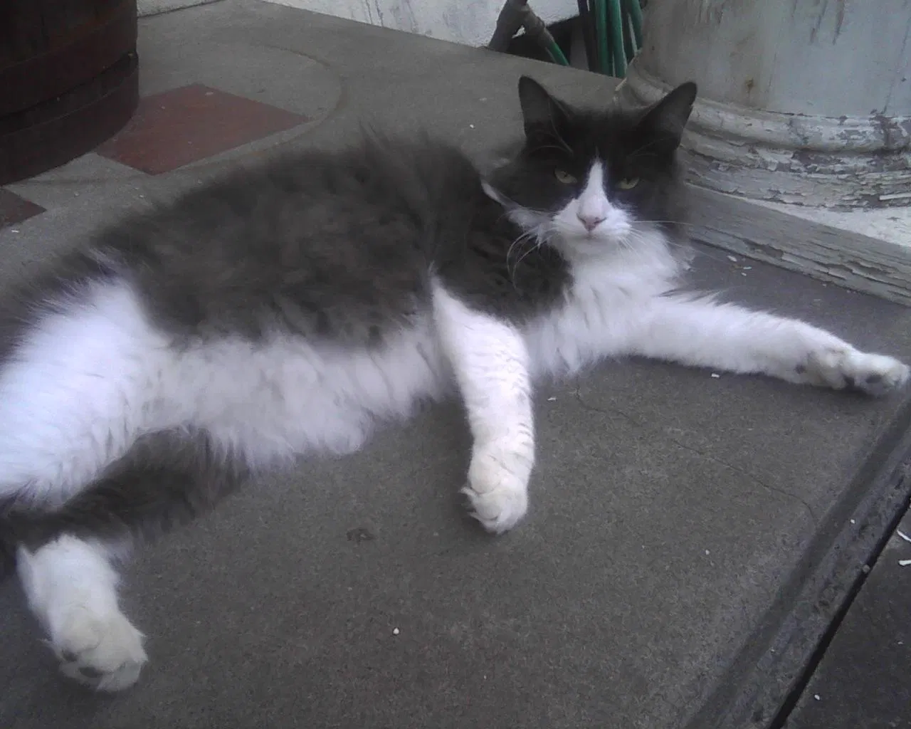 Lost cat in Seattle, WA, 98144