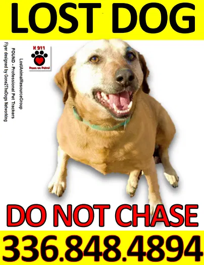 Lost dog in Thomasville, NC, 27360