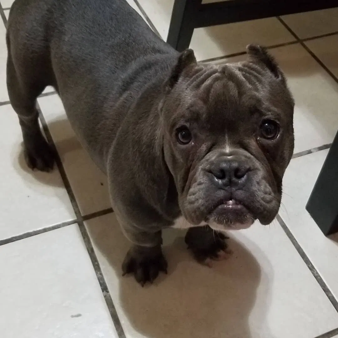 Lost dog in San Diego, CA, 92114