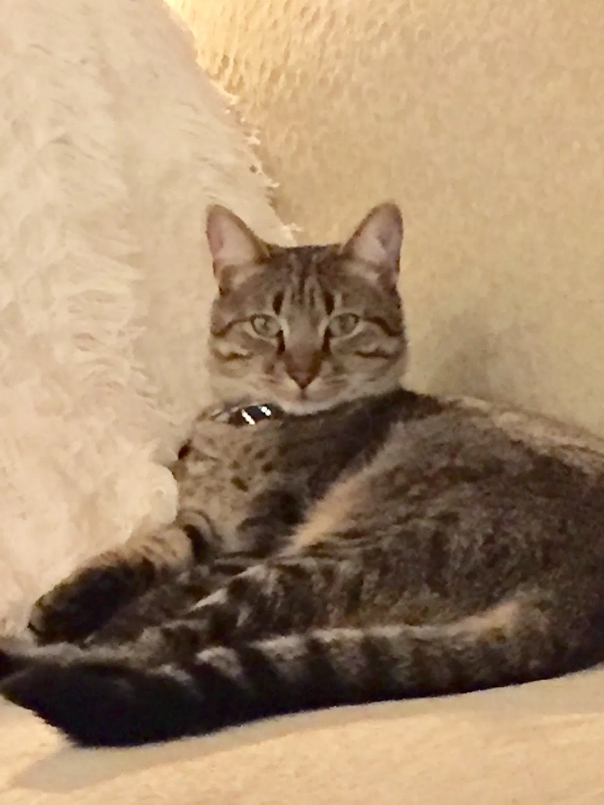 Lost cat in Alabaster, AL, 35007