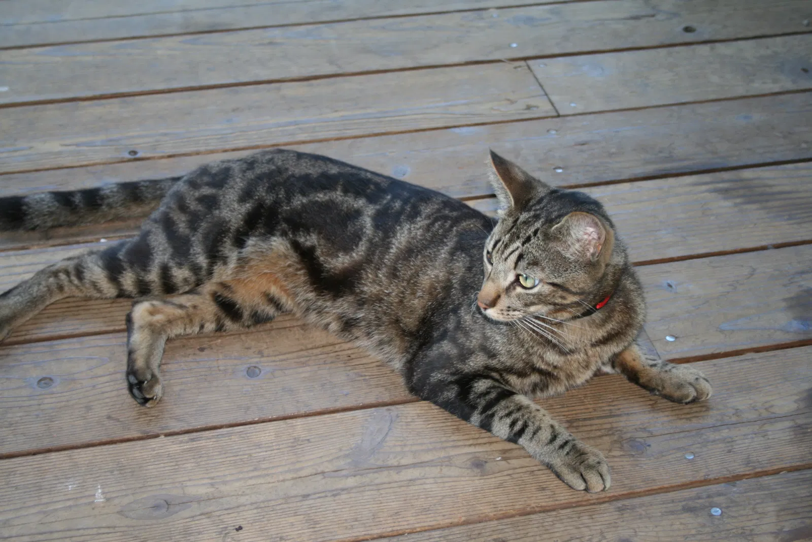 Lost cat in Windsor, CA, 95492