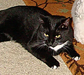 Lost cat in Portland, OR, 97219