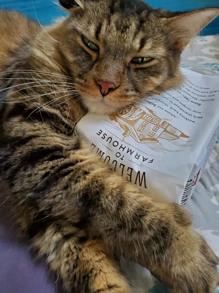 Lost cat in Round Rock, TX, 78664