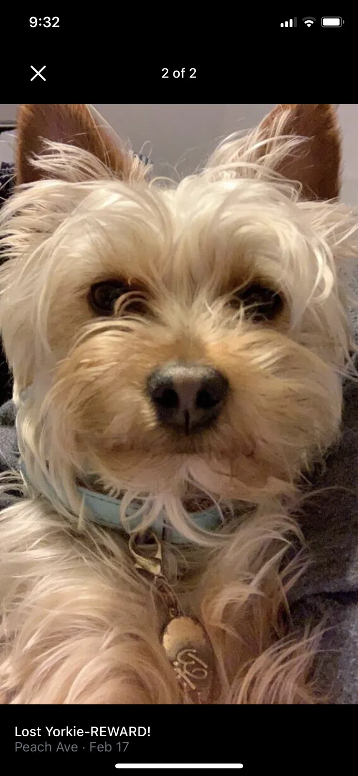 Lost dog in Clovis, CA, 93612