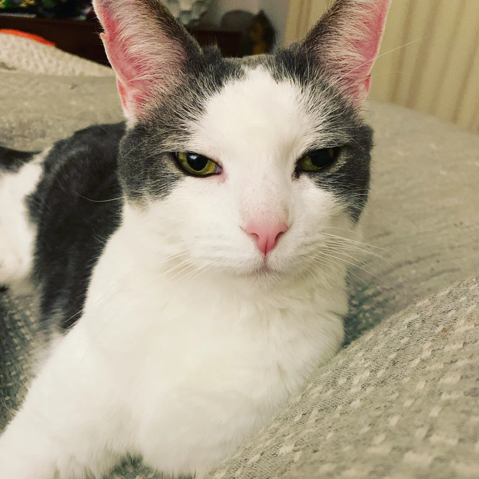 Lost cat in Hendersonville, NC, 28739