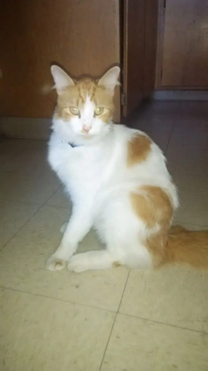 Lost cat in Albuquerque, NM, 87102