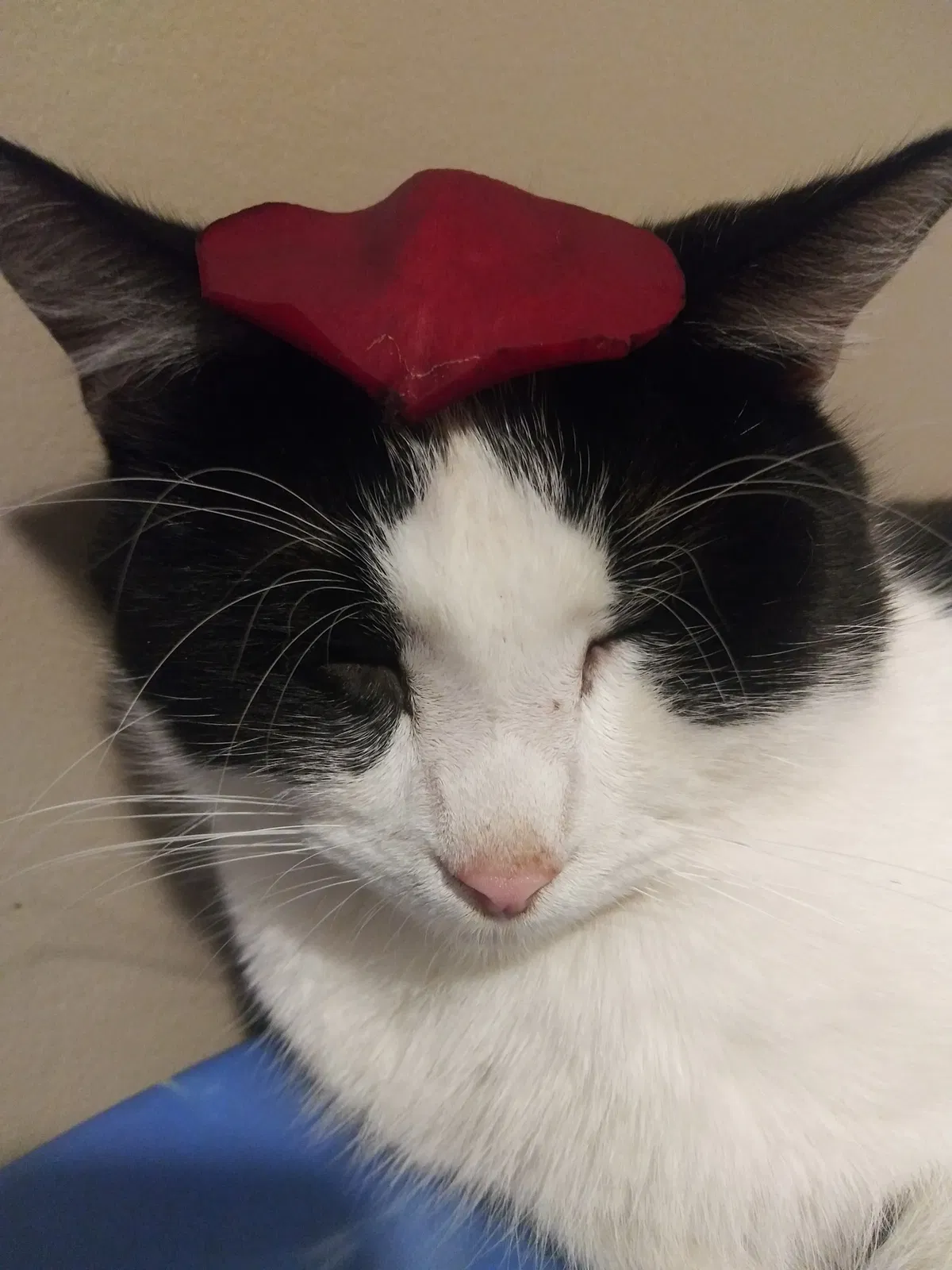 Lost cat in Springfield, MO, 65803