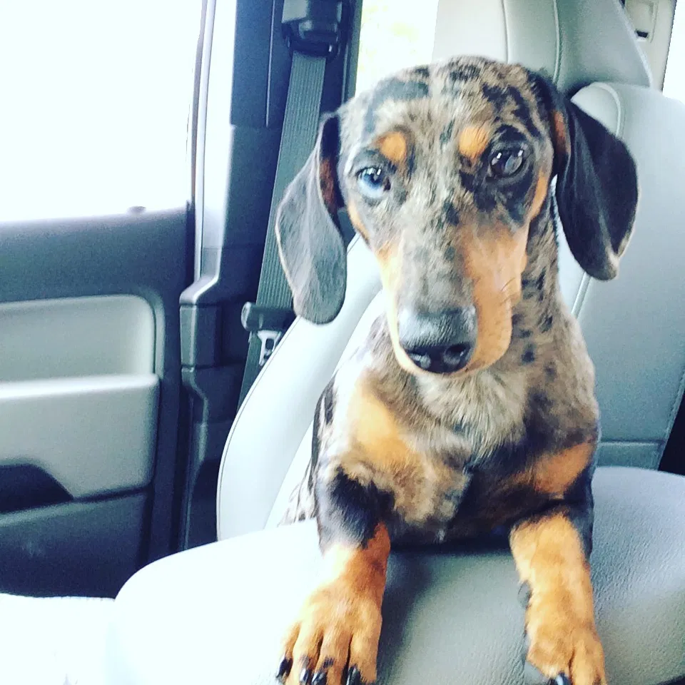 Lost dog in Sulphur, LA, 70665