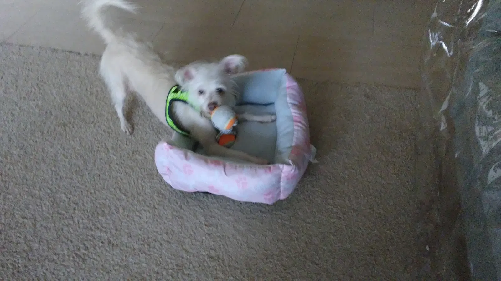 Lost dog in Aliso Viejo, CA, 92656