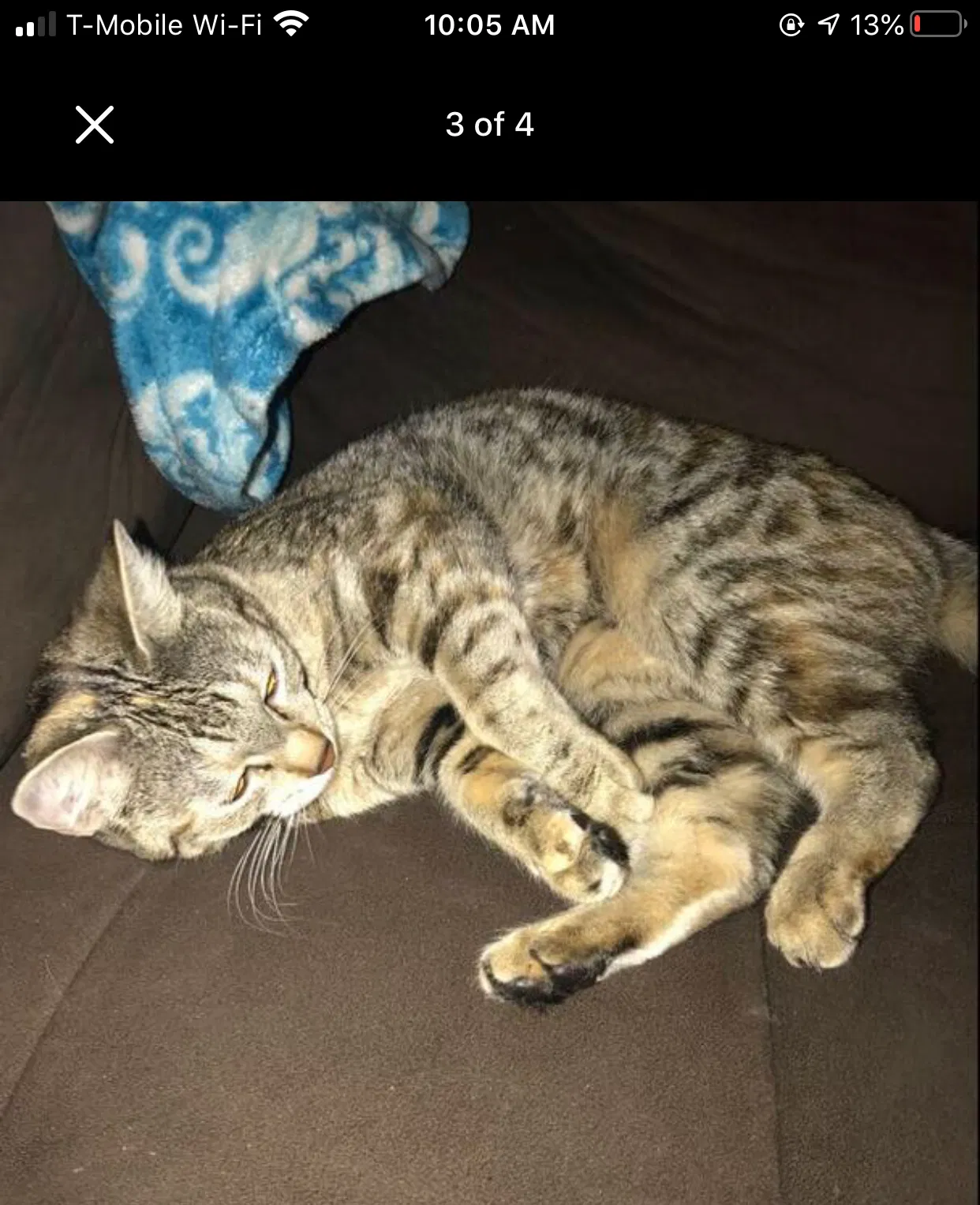 Lost cat in Elk Grove, CA, 95624