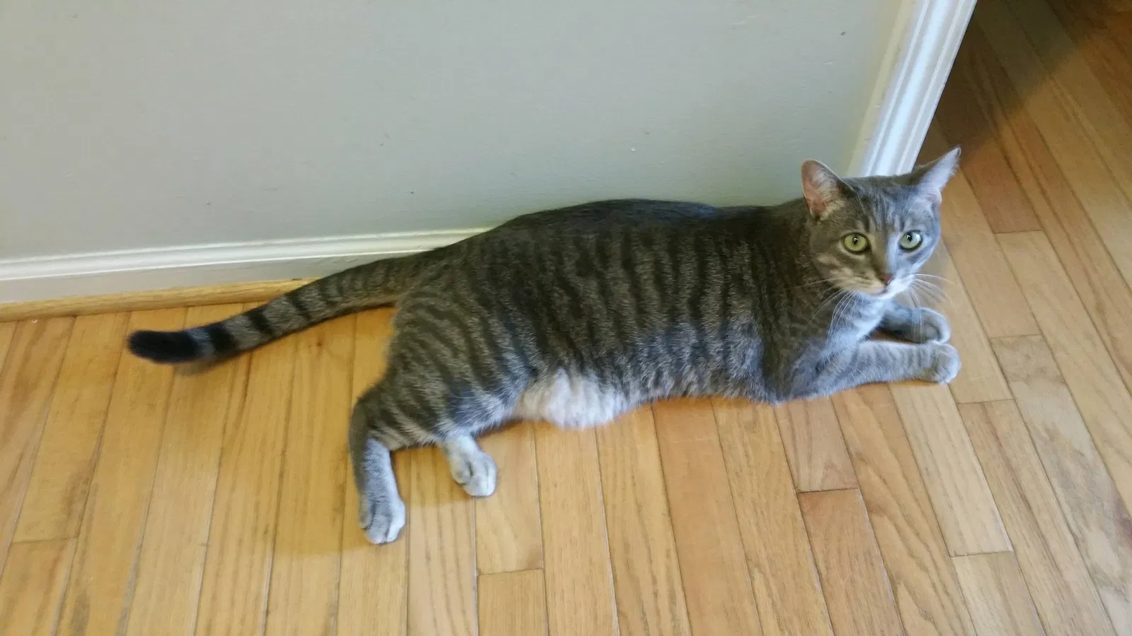 Lost cat in Lake Orion, MI, 48362