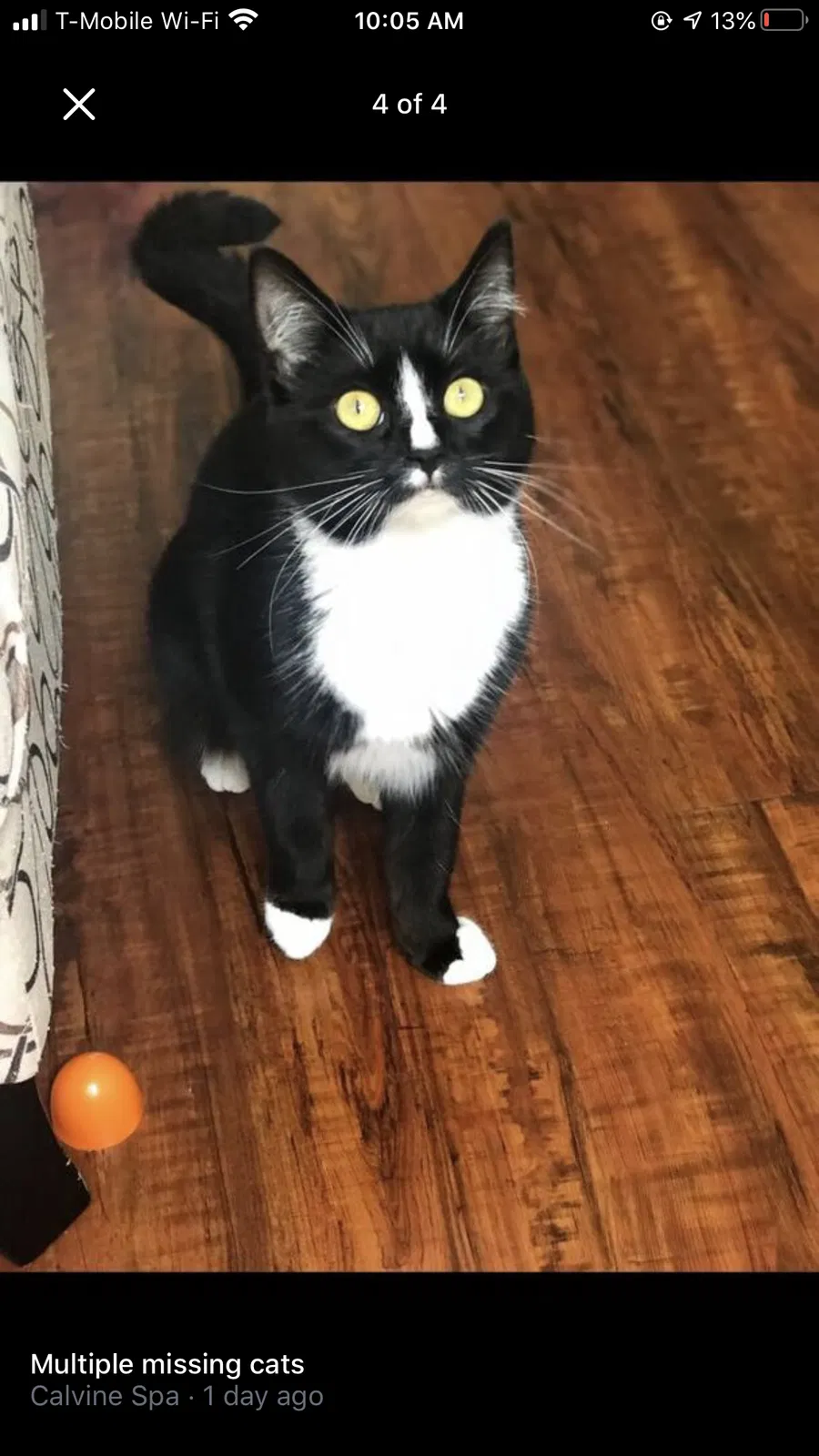 Lost cat in Elk Grove, CA, 95624