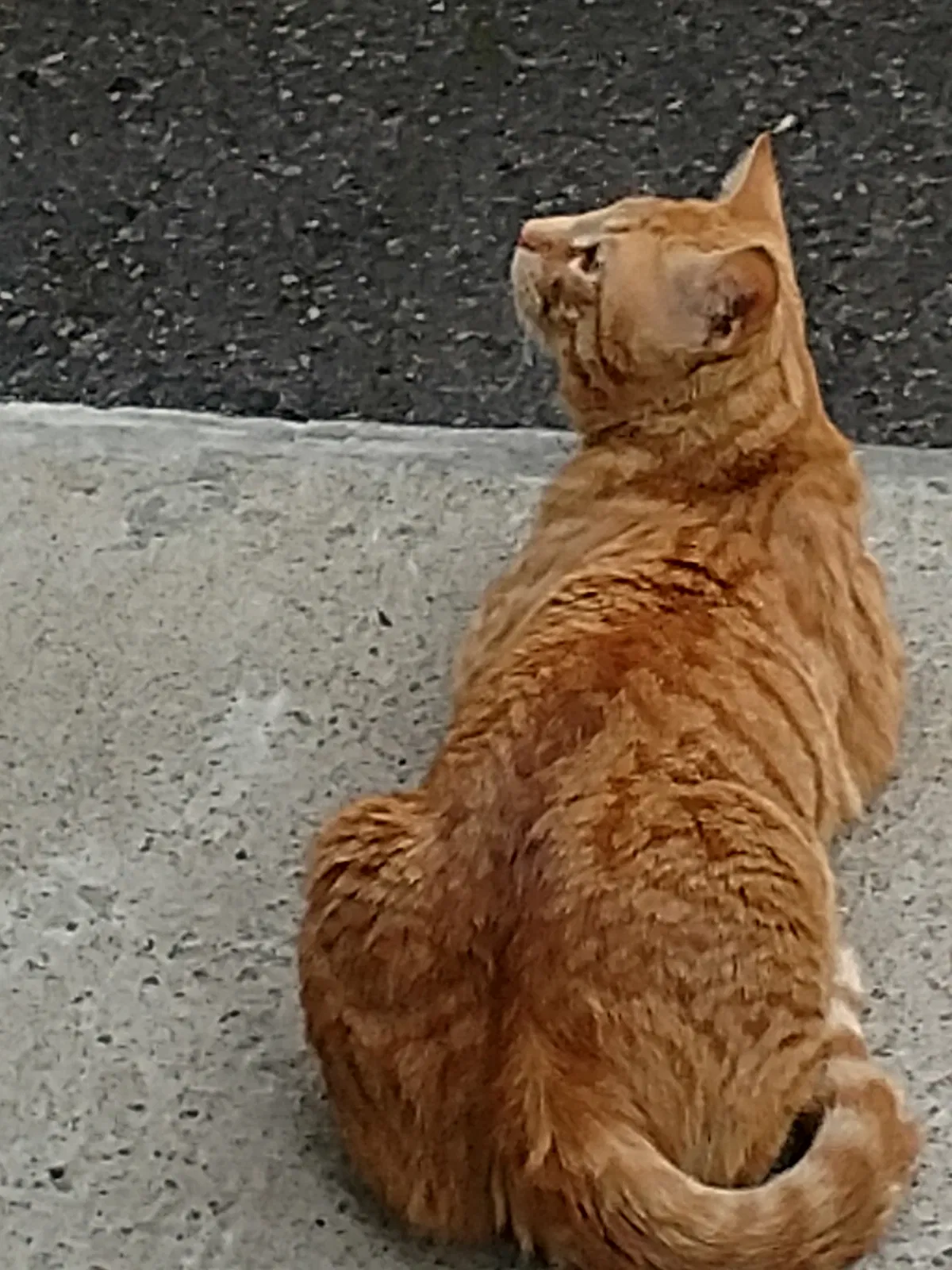 Lost cat in Syracuse, NY, 13224