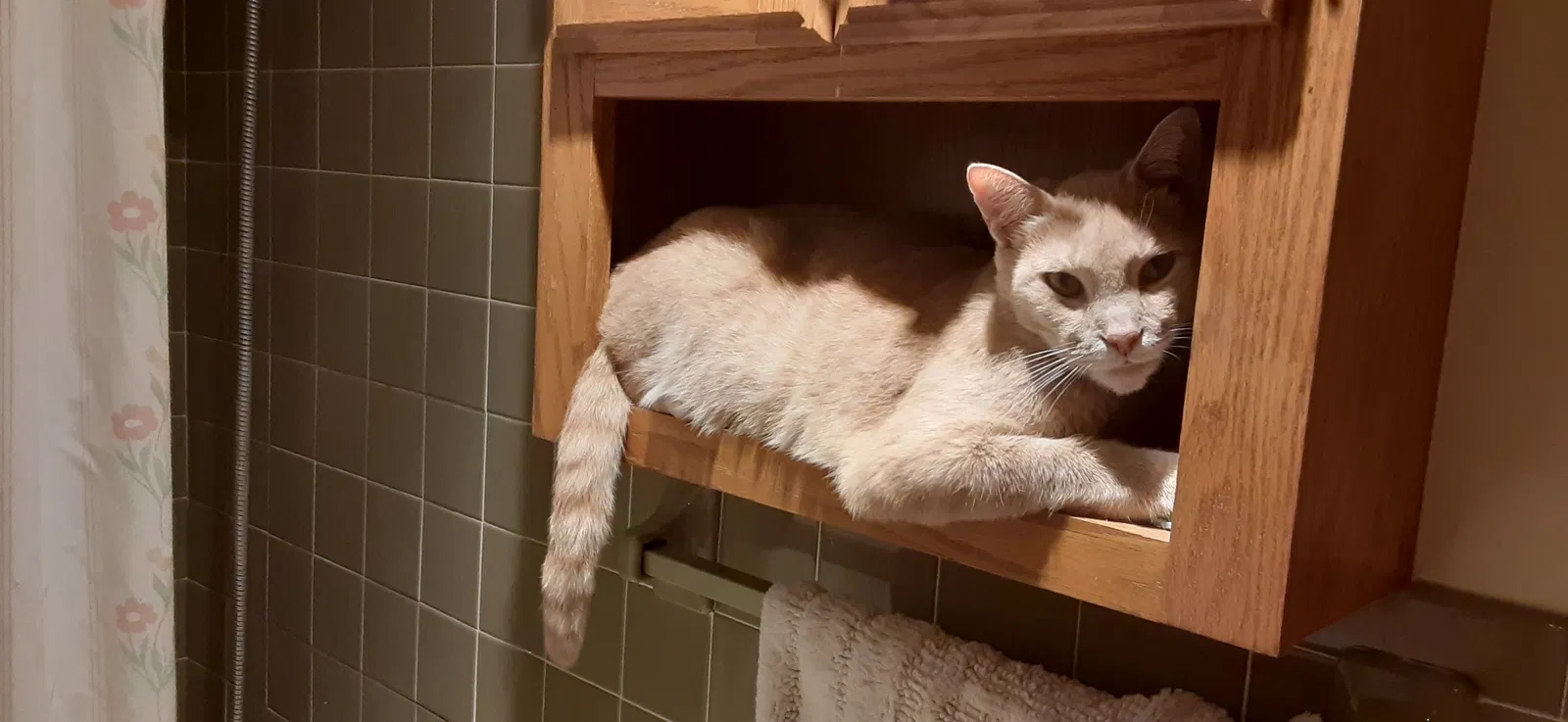 Lost cat in Holiday, FL, 34690