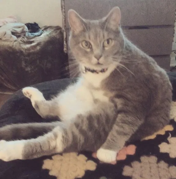 Lost cat in Greensboro, NC, 27403