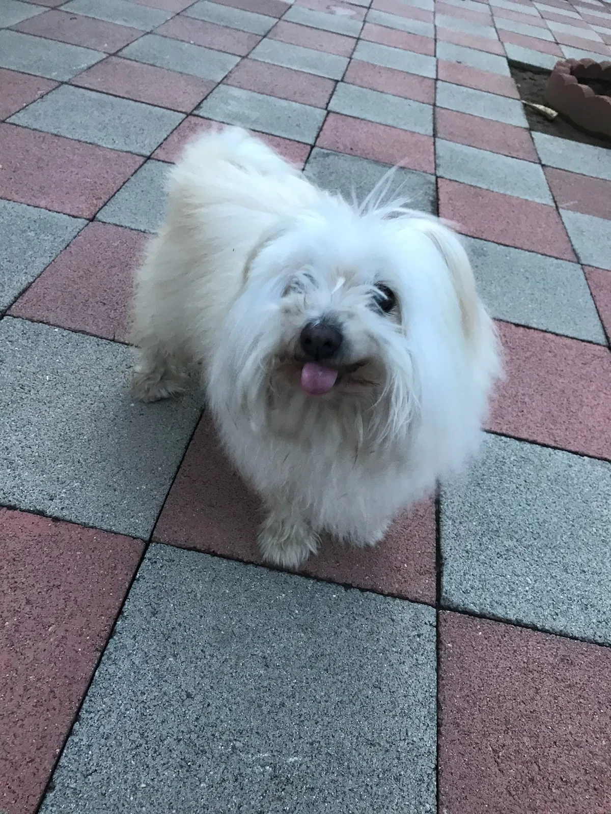 Lost dog in Rosemead, CA, 91770