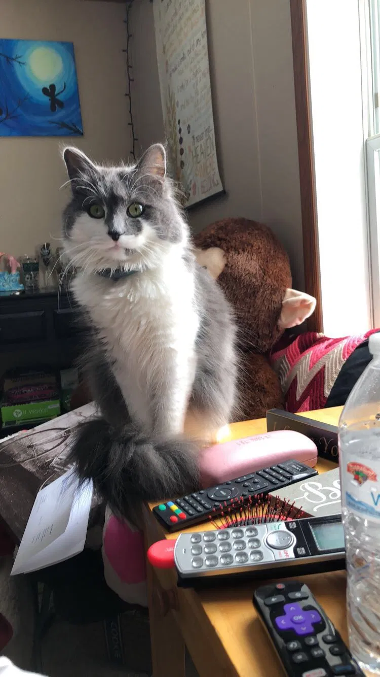 Lost cat in Epsom, NH, 3234