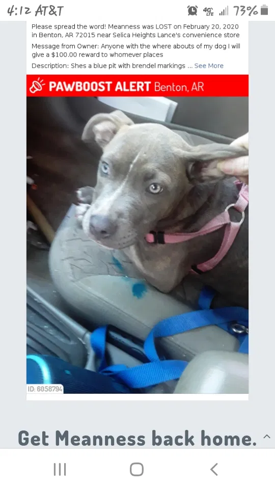 Lost dog in Benton, AR, 72015