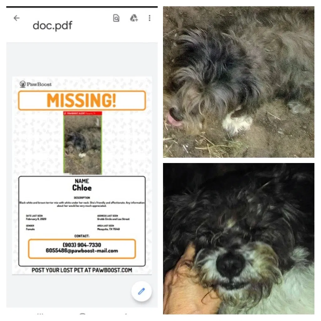 Lost dog in Mesquite, TX, 75149