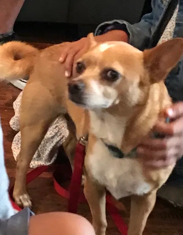 Lost dog in Long Beach, CA, 90806