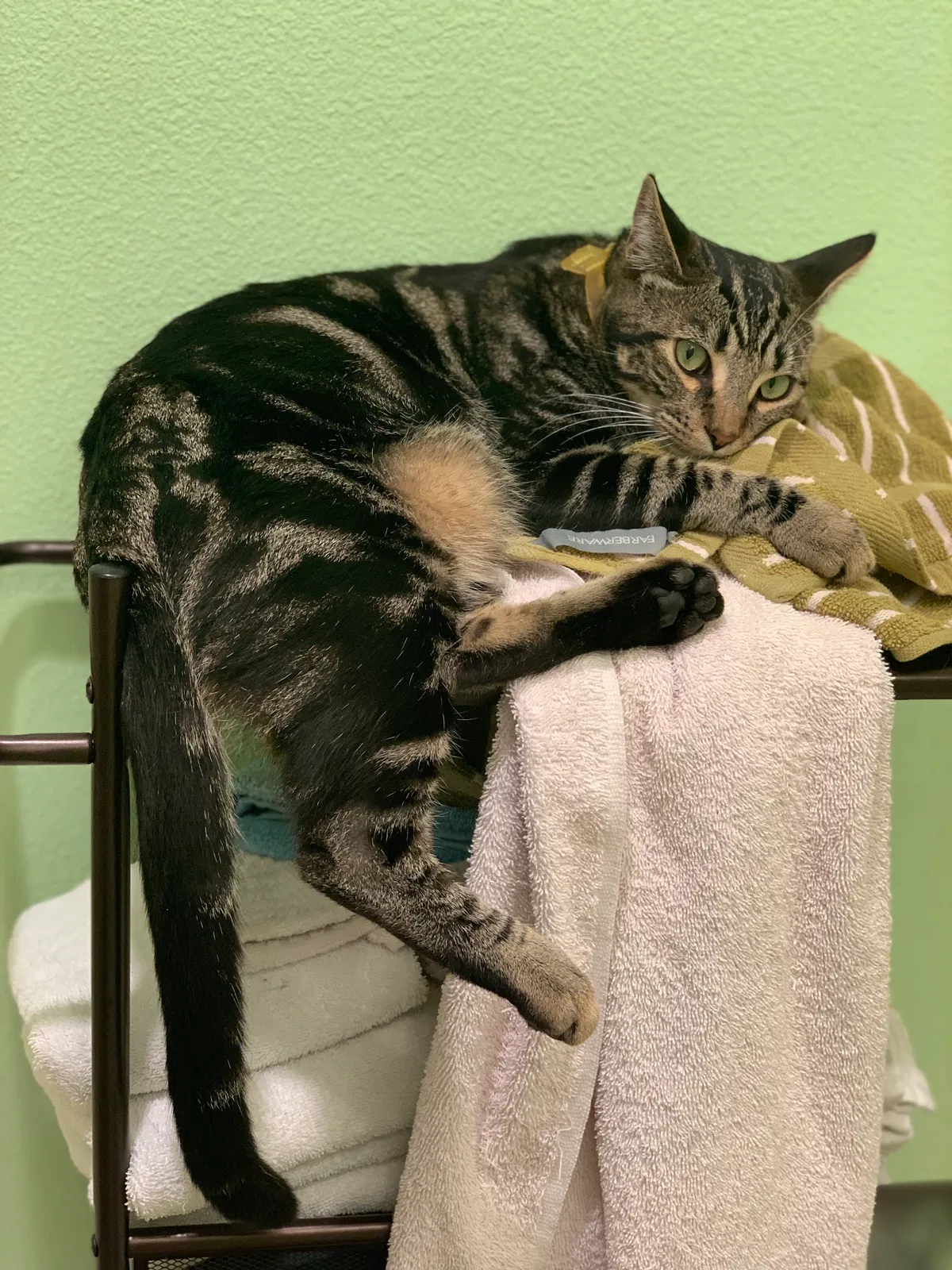 Lost cat in Vancouver, WA, 98663