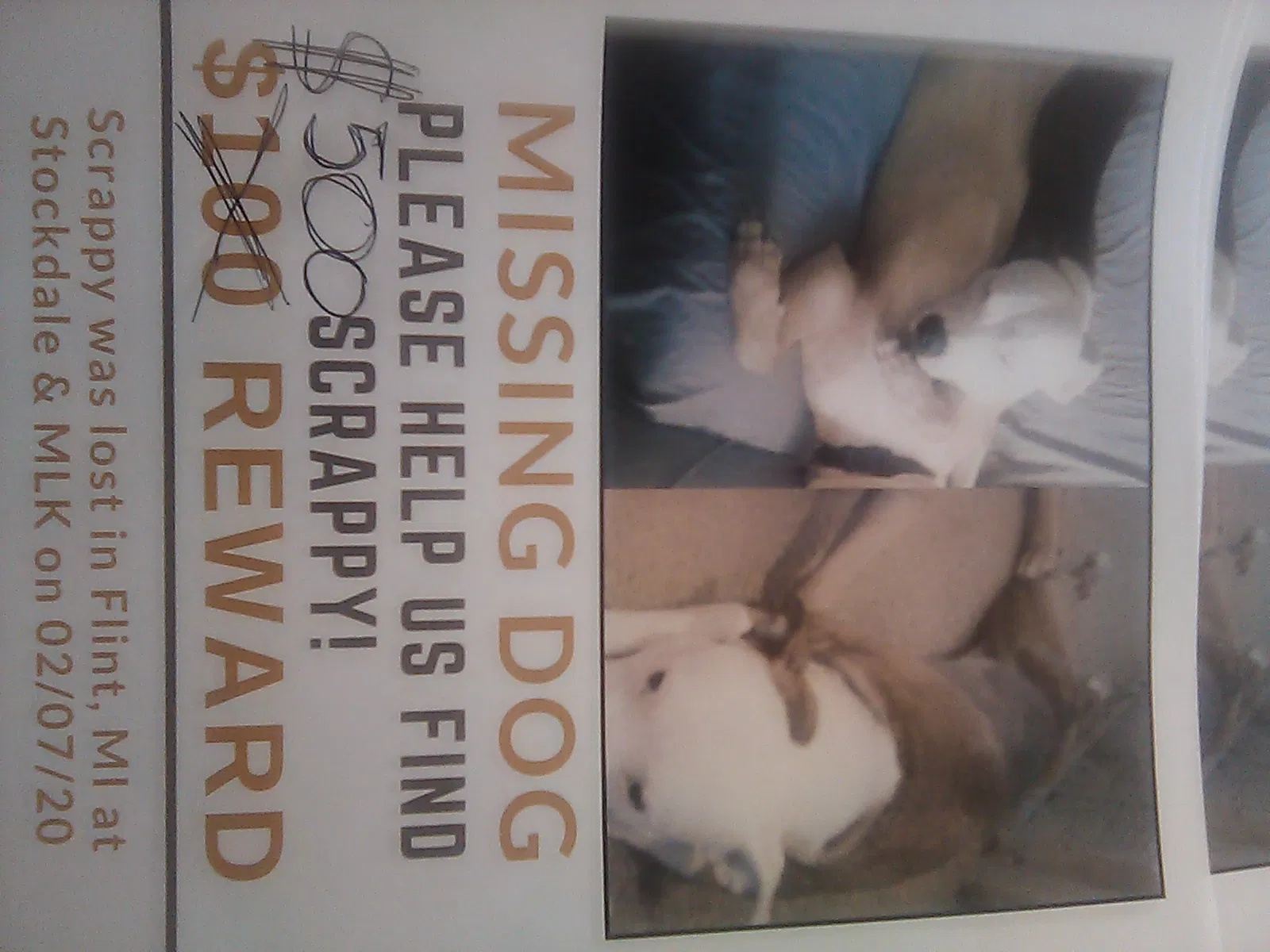 Lost dog in Flint, MI, 48507