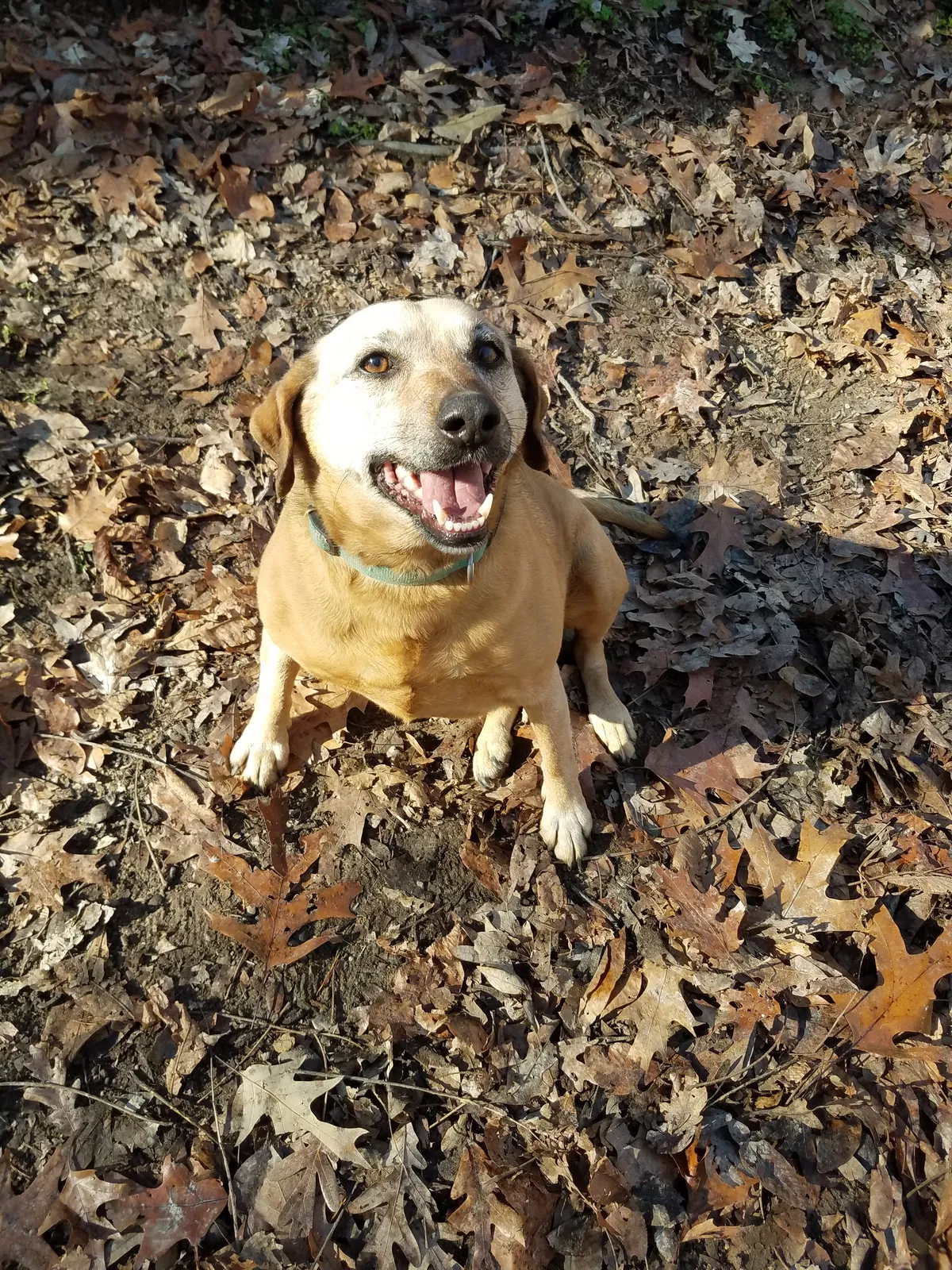 Lost dog in Thomasville, NC, 27360